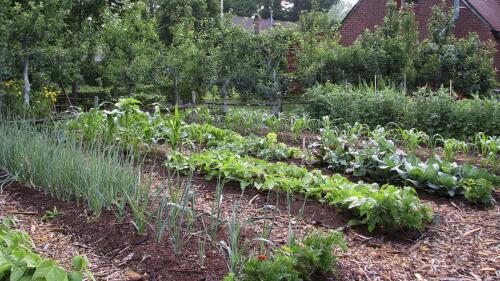 FILE - This undated photo shows beds in a weedless vegetable garden in New Paltz, N.Y. Smoke from hundreds of wildfires burning in Canada has affected air quality across vast swaths of the U.S. East and Midwest, which might have some effect on garden plants if the exposure is prolonged. (AP Photo/Lee Reich, File)