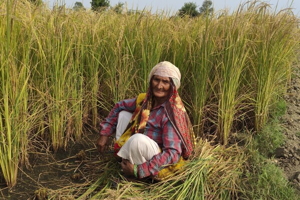 Mamta Kumari, a farm worker, takes a brief break between harvesting wheat on a farm in Nanu village in Uttar Pradesh state, India, on Oct. 17, 2023. As the annual U.N.-led climate summit known as COP is set to convene later this month in Abu Dhabi, experts are urging policymakers to respond to climate change鈥檚 disproportionate impact on women and girls, especially where poverty makes them more vulnerable. (Uzmi Athar/Press Trust of India via AP)