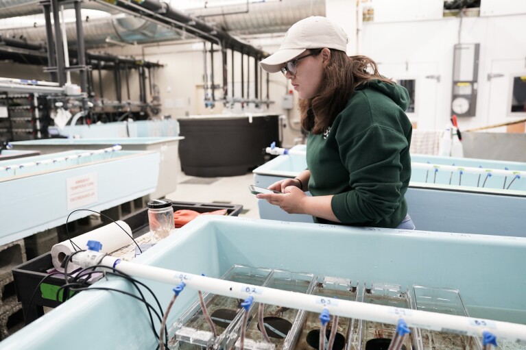 Shelby Bacus, a graduate student at the University of Alaska-Fairbanks, checks equipment while conducting an experiment on snow crabs, Thursday, June 22, 2023, at the Alaska Fisheries Science Center in Kodiak, Alaska. (AP Photo/Joshua A. Bickel)