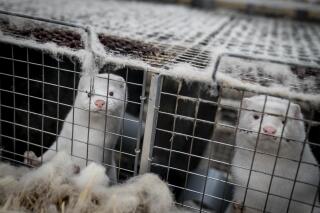 FILE - Mink look out from a pen at a breeding farm near Naestved, Denmark, Friday Nov. 6, 2020. Denmark's government said, Friday, Sept. 23, 2022 that a temporary ban on mink breeding will expire Jan. 1, allowing mink production to resume in the country but at a ”significantly reduced" level than before the coronavirus pandemic. The Danish government nearly two years ago ordered a cull of millions of minks to minimize the risk of the small mammals retransmitting the virus.
(Mads Claus Rasmussen/Ritzau Scanpix via AP, File)