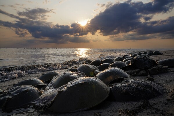 Horseshoe crabs spawn at Reeds Beach in Cape May Court House, N.J., Tuesday, June 13, 2023. The biomedical industry is adopting new standards to protect the sea animal that is a linchpin of the production of vital medicines. (AP Photo/Matt Rourke)