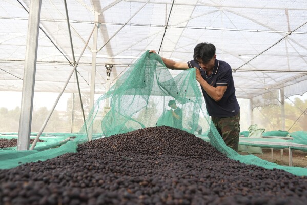 Workers dry coffee beans at a coffee factory in Dak Lak province, Vietnam, on Feb. 1, 2024. New European Union rules aimed at stopping deforestation are reordering supply chains. An expert said that there are going to be "winners and losers" since these rules require companies to provide detailed evidence showing that the coffee isn't linked to land where forests had been cleared. (AP Photo/Hau Dinh)