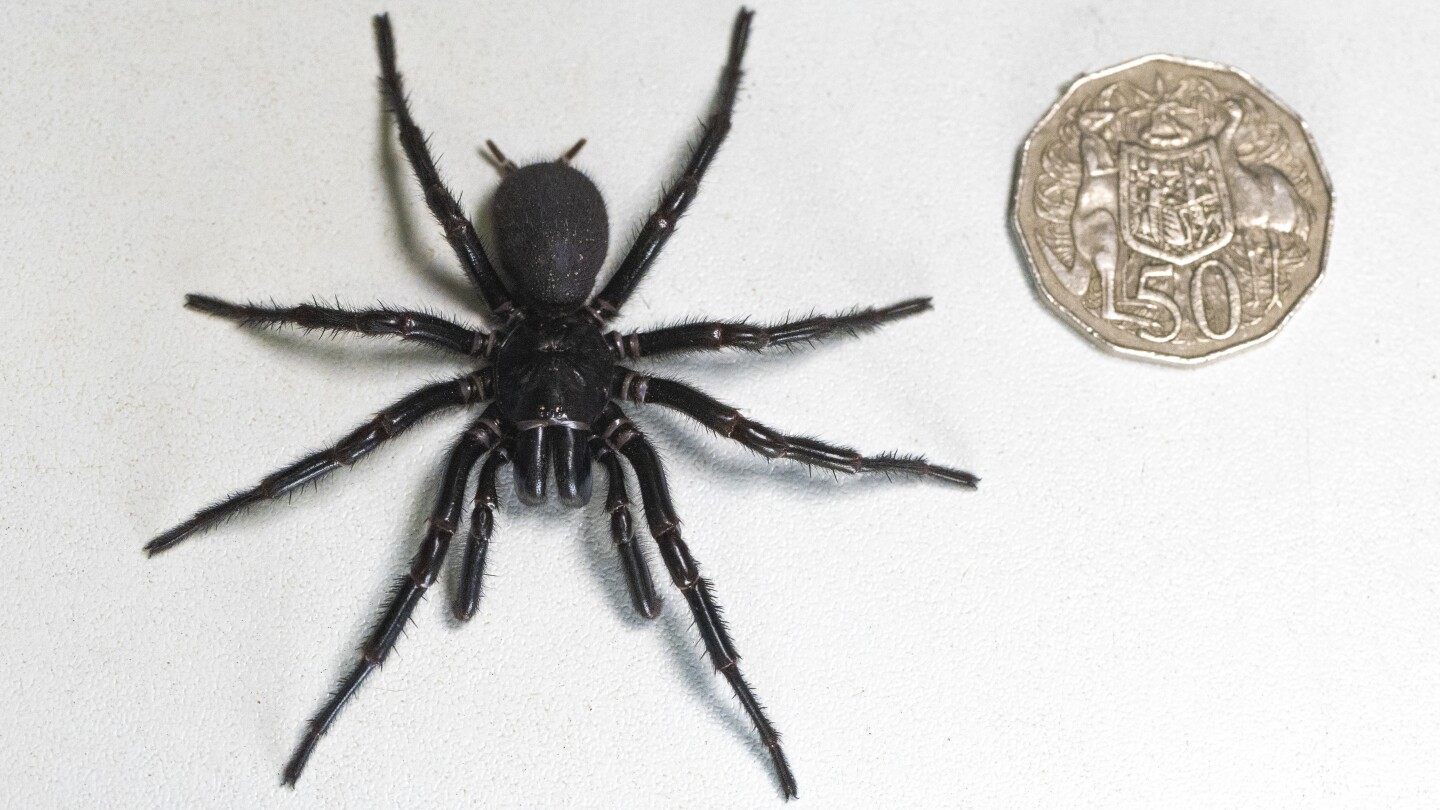 Australija: rastas didžiausias pasaulyje nuodingiausių vorų patinas