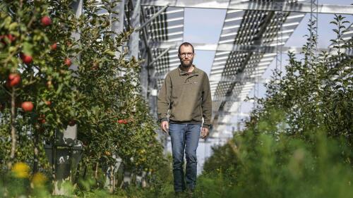 Farmer Christian Nachtwey walks under solar panels, installed over his organic orchard in Gelsdorf, western Germany, Tuesday, Aug. 30, 2022. Many of the apple trees grow beneath solar panels that have been producing bountiful electricity during this year's unusually sun-rich summer, while providing the fruit below with much-needed shade. (AP Photo/Martin Meissner)