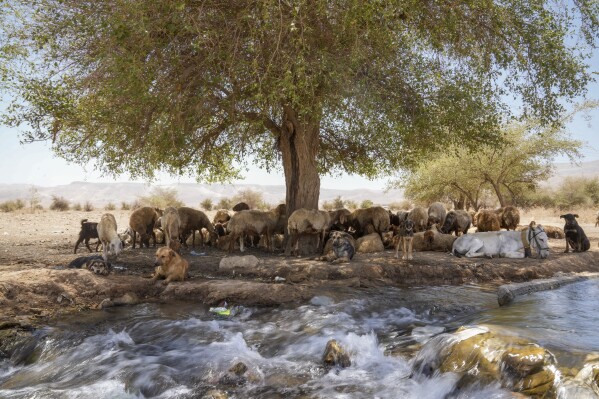 Animals take shelter under a tree next to a water canal near the Palestinian village of Auja in the Jordan Valley Monday, Aug. 7, 2023. In the occupied West Bank, where Israeli water pipes don’t reach, Palestinians say they can't get enough water to irrigate their farms. By comparison, the neighboring Jewish settlements look like an oasis with swimming pools. (AP Photo/Mahmoud Illean)