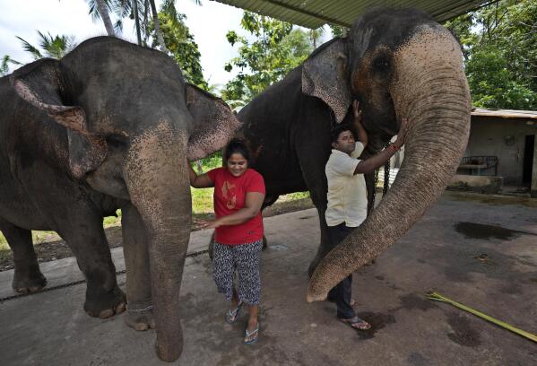 Elephant owners Niraj Roshan Samarakkodi, in white shirt, and his wife Chamali pet their beasts, Kandula, right and Suddi at a compound in Pannipitiya, a suburb of Colombo, Sri Lanka, Sunday, Sept. 12, 2021. Environmentalists in Sri Lanka are challenging a court order issued earlier this month that would allow the return of 14 illegally captured wild elephants to people accused of buying them from traffickers. Rights groups and lawyers say the Sept. 6 court order is based on a government decree that violates Sri Lankan environmental laws. They fear the order could encourage a resurgence of trafficking of wild elephants, putting them at risk. (AP Photo/Eranga Jayawardena)