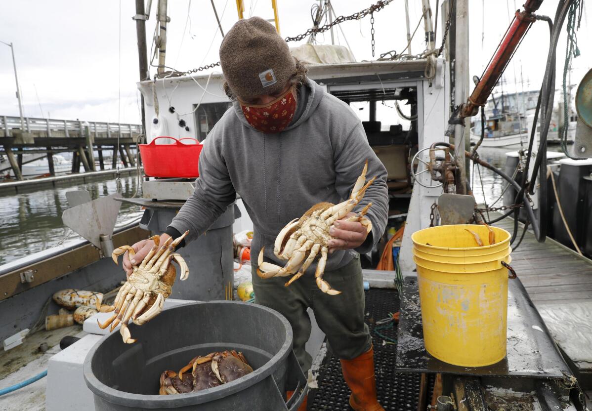 California cuts short commercial Dungeness crab season AP News