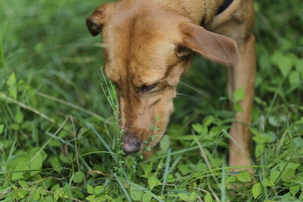 New Jersey Now Has A New State Dog