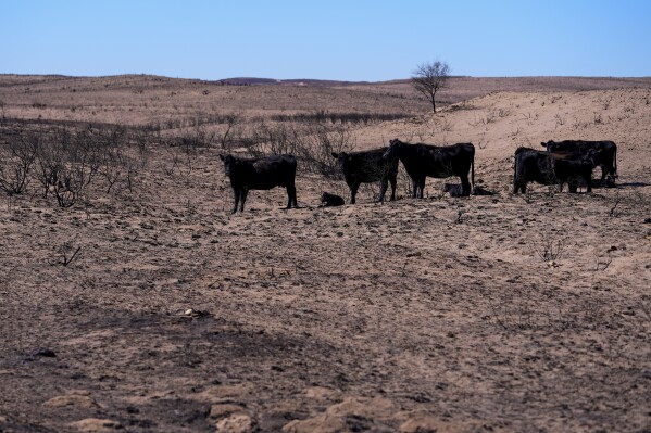 Cows stand on a ranch that was burned by the Smokehouse Creek Fire, Friday, March 1, 2024, in Skellytown, Texas. The wildfire, which started Monday, has left behind a charred landscape of scorched prairie, dead cattle and burned-out homes in the Texas Panhandle. (AP Photo/Julio Cortez)