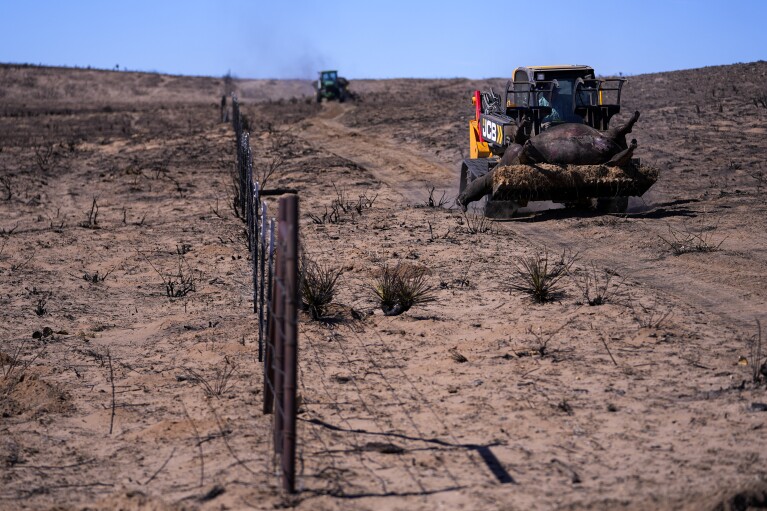 يقوم أصحاب الماشية بإزالة الماشية التي قُتلت بسبب حريق سموكهاوس كريك مع بدء عملية التنظيف، الجمعة 1 مارس 2024، في سكيليتاون، تكساس.  (صورة AP / خوليو كورتيز)