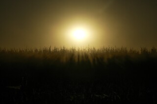 Dust fills the air as a combine harvests corn, Tuesday, Oct. 10, 2023, at a farm near Allerton, Ill. Cover crops top the list of tasks U.S. farmers are told will build healthy soil, help the environment and fight climate change. Yet after years of incentives and encouragement, Midwest farmers planted cover crops on only about 7% of their land in 2021. (AP Photo/Joshua A. Bickel)