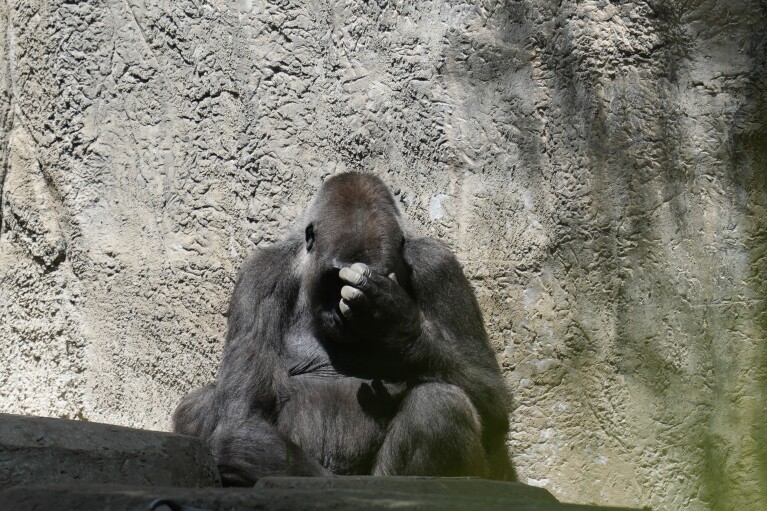 A gorilla sits in an enclosure as the sun returns at the Fort Worth Zoo after a total solar eclipse Monday, April 8, 2024, in Fort Worth, Texas. (AP Photo/LM Otero)