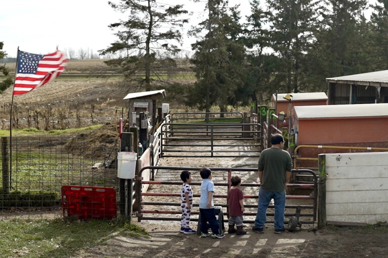 Sai Vue, right, and his three sons wait to choose a pig and have it slaughtered at Hogmasters butcher shop in Hugo, Minn., on Thursday, Nov. 16, 2023. The pig is an offering to pay back Vue's ancestors for answering his request for help, and he brought his boys so they would be more familiar with traditional Hmong spiritual customs that often involve sacrificing animals. (AP Photo/Mark Vancleave)