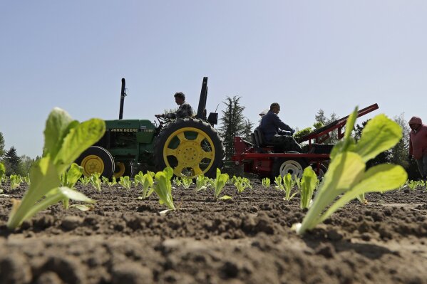 
              Workers plant romaine lettuce, Thursday, April 26, 2018, at the EG Richter Family Farm in Puyallup, Wash. The farm sells most of it's lettuce to large local grocery store chains, and owner Tim Richter says that so far his farm hasn't been affected by warnings that romaine lettuce from Yuma, Ariz., apparently has been contaminated with the E. coli bacteria. Richter says he urges consumers to stay away from bagged lettuce and to always cut and wash their own produce. (AP Photo/Ted S. Warren)
            