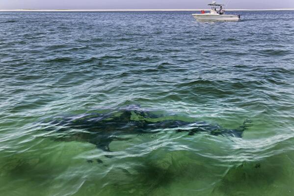 FILE - A white shark swims across a sand bar off the Massachusetts' coast of Cape Cod, Aug. 13, 2021. The U.S. Environmental Protection Agency issued a draft determination Thursday, April 27, 2023, that a proposed machine gun training range at a National Guard base may contaminate the Cape Cod aquifer — an aquifer system beneath the Cape Cod peninsula in southeastern Massachusetts — creating a significant public health hazard. (AP Photo/Phil Marcelo, File)