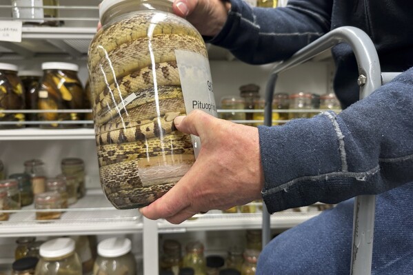 Greg Schneider, research museum collections manager for the University of Michigan Museum of Zoology's division of reptiles and amphibians, holds a jar containing snake specimens Wednesday, Oct. 18, 2023, in Ann Arbor, Mich. They are part of a donation from Oregon State University that could make Michigan's collection of snake specimens the largest held by any research institution in the U.S. (AP Photo/Mike Householder)