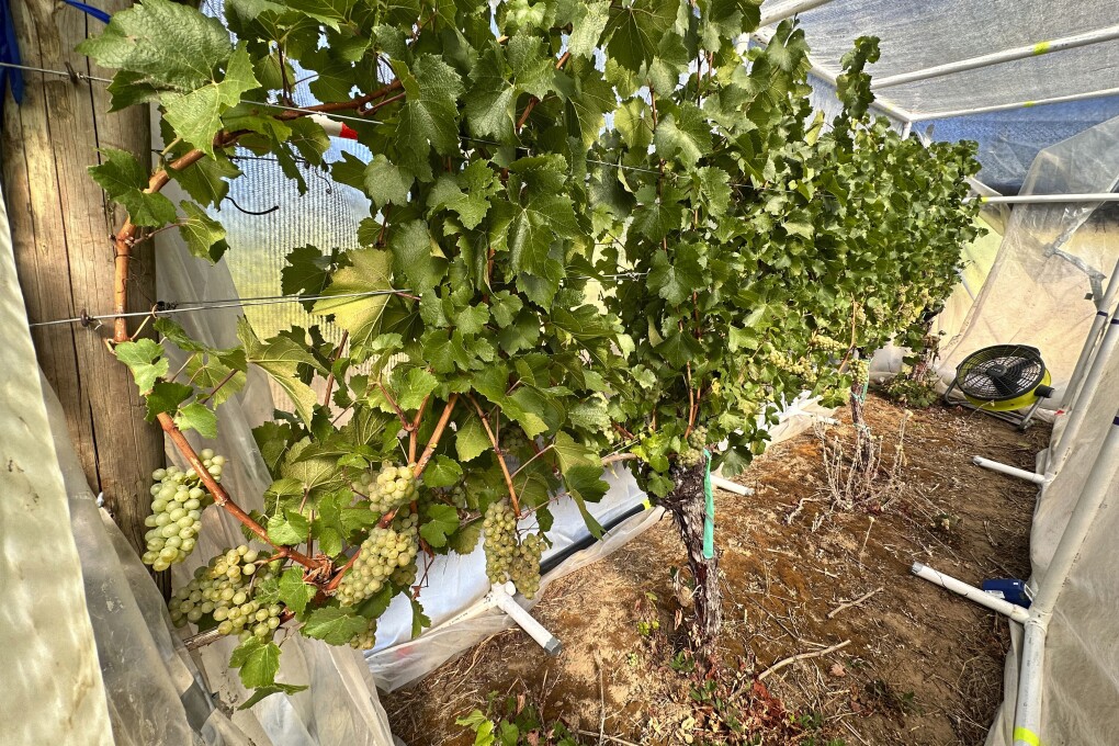 A row of grapes is seen inside the quasi greenhouse at the Oregon State University's vineyard near Alpine, Ore., on Friday, Sept. 8, 2023. The U.S. West Coast produces over 90% of America's wine, but it's also prone to wildfires, a combustible combination that spelled disaster in 2020 and one that scientists, including at Oregon State, are scrambling to neutralize. (AP Photo/Andrew Selsky)