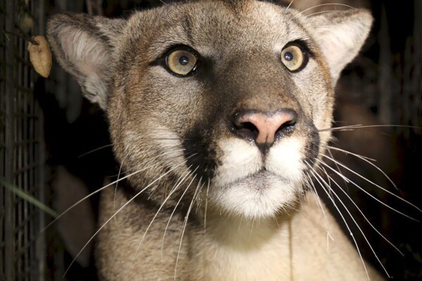 FILE - This photo provided by the National Park Service shows cougar known as P-81. If hikers, bikers, campers, hunters and other outdoor enthusiasts haven't encountered a mountain lion while in the California wilderness, they likely know somebody who has. The big cats that can weigh more than 150 pounds (68 kg) inhabit diverse habitats across the state where people live and recreate, including inland forests, coastal chaparral, foothills and mountains. (National Park Service via AP)