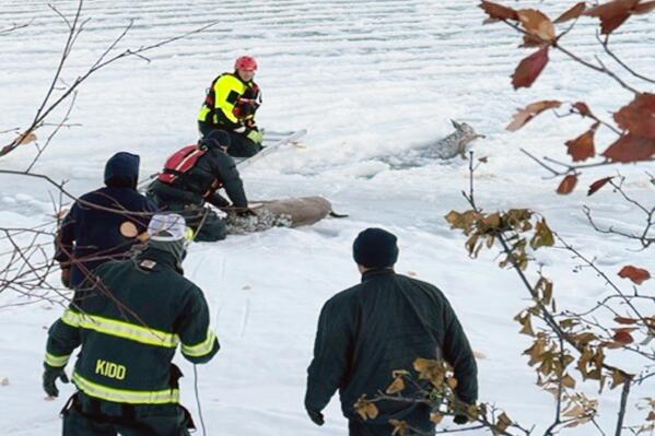 In this photo provided by the Missoula Police Department, City of Missoula firefighters use a ladder and ropes to rescue a doe and her fawn from the icy Clark Fork River in Missoula, Mont., on Friday, Nov. 18, 2022. The temperature at the time of the 7:30 a.m. rescue was minus 3 degrees Fahrenheit (minus 19 Celsius), according to the National Weather Service. The deer darted up the bank and ran away after they were pulled from the water, senior firefighter Brett Cunniff said. (Khai Tran/Missoula Police Department via AP)
