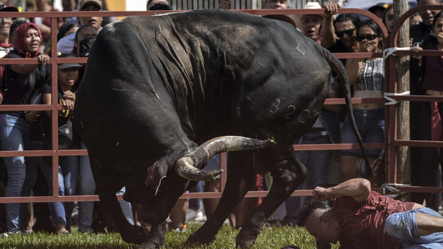 Мексиканският град продължава традицията за бягане с бикове въпреки съдебната битка за коридата в столицата