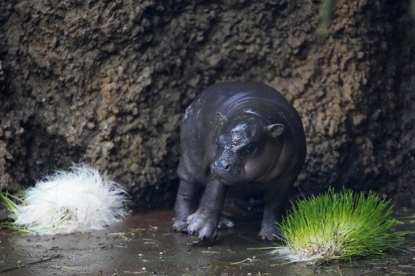 Un hippopotame pygmée mâle rare né dans un zoo tchèque -Photos