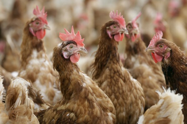 FILE - Cage-free chickens stand in a fenced pasture on an organic farm, Oct. 21, 2015, in Iowa. Livestock and poultry producers will need to comply with more specific standards if they want to label their products organic under final rules announced Wednesday, Oct. 25, 2023, by the U.S. Department of Agriculture. (AP Photo/Charlie Neibergall, File)