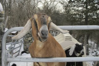 In this Jan. 24, 2020 file photo, Lincoln, a Nubian goat, stands in her pen in Fair Haven, Vt. A goat and a dog who were each elected mayor of a Vermont town have helped raise money to renovate a community playground. The Fair Haven town manager came up with the oddball idea of pet mayor elections to raise money and to help get local kids civically involved. (AP Photo/Lisa Rathke)