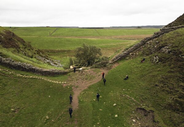 People look at the tree at Sycamore Gap, next to Hadrian's Wall, in Northumberland, England, Thursday Sept. 28, 2023 which has come down overnight. One of the UK’s most photographed trees has been “deliberately felled” in an apparent act of vandalism, authorities have said. The famous tree at Sycamore Gap, next to Hadrian’s Wall in Northumberland, was made famous when it appeared in Kevin Costner’s 1991 film Robin Hood: Prince Of Thieves. (Owen Humphreys/PA via AP)