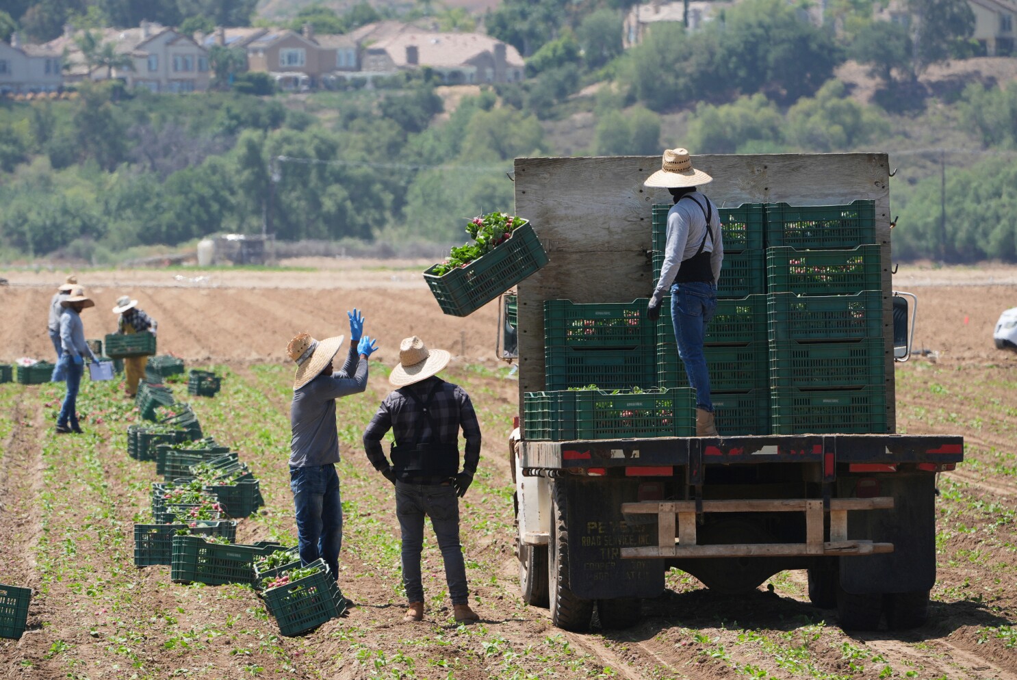 Immigration raids disrupt California farms and could leave fields unharvested