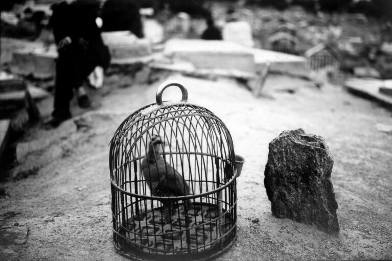 A bird is kept in a cage waiting to be used in a fight, next to a grave at the Kart-e Sakhy cemetery in Kabul, Afghanistan, Thursday, June 8, 2023. (AP Photo/Rodrigo Abd)
