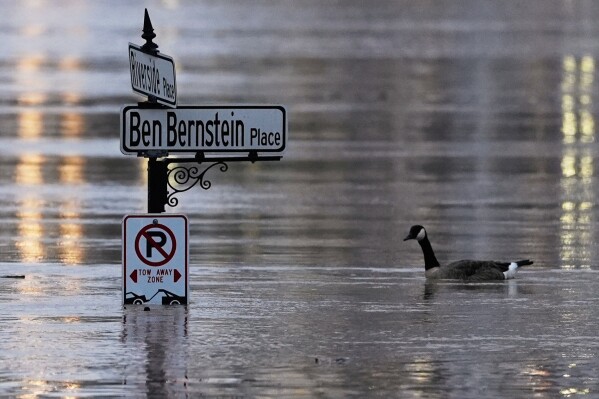 A Canada goose swims in the rising Ohio River at the intersection of River Riverside Place and Ben Bernstein Place, Sunday, April 6, 2025, in Covington, Ky., across the river from Cincinnati. (AP Photo/Carolyn Kaster)
