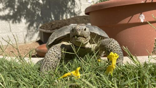 Dotty the desert tortoise enjoys a snack of yellow trumpet flowers in Scottsdale, Ariz., on May 4, 2023. The surprising warmth of these ancient cold-blooded creatures has made them popular pets for families with pet dander allergies and for retirees. (AP Photo/Alina Hartounian)