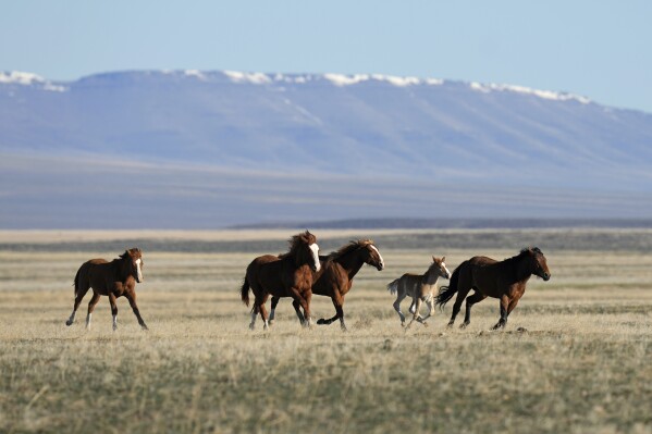 FILE - Wild horses gallop on the Fort McDermitt Paiute-Shoshone Indian Reservation on April 25, 2023, near McDermitt, Nev. A judge has asked federal land managers to explain by Monday, Aug. 7, 2023, why they should be allowed to continue capturing more than 2,500 wild horses in northeastern Nevada — a roundup opponents say is illegal and has left 31 mustangs dead in 26 days. (AP Photo/Rick Bowmer, File)