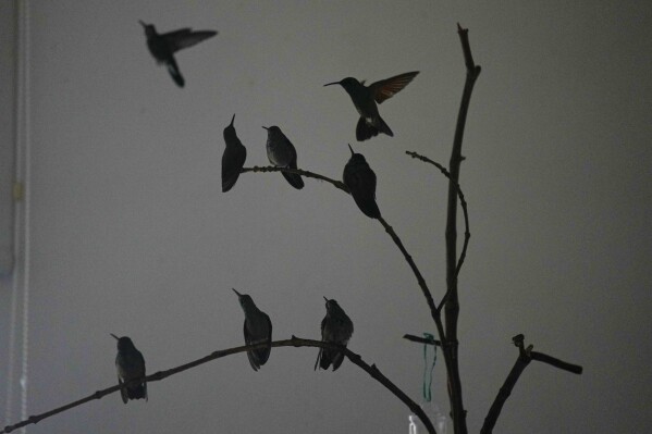 A charm of hummingbirds perch on branches in the home of Catia Lattouf who has turned her apartment into a makeshift clinic for the tiny birds, in Mexico City, Monday, Aug. 7, 2023. Over the past decade Lattouf has nursed hundreds of the tiny birds back to health. (AP Photo/Fernando Llano)
