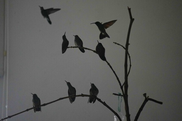 Un charme de colibris perchés sur des branches dans la maison de Catia Lattouf qui a transformé son appartement en une clinique de fortune pour les petits oiseaux, à Mexico, le lundi 7 août 2023. Au cours de la dernière décennie, Lattouf a soigné des centaines de petits les oiseaux retrouvent la santé.  (AP Photo/Fernando Llano)