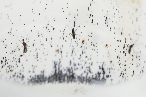 Mosquitoes lay eggs inside the World Mosquito Program's factory, in Medellin, Colombia, Thursday, Aug. 10, 2023. (AP Photo/Jaime Saldarriaga)