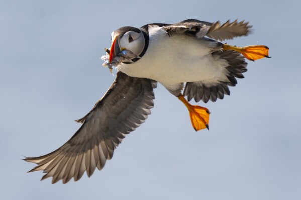 An Atlantic puffin comes in for a landing while bringing in fish to feed its chick on Eastern Egg Rock, Maine, Sunday, Aug. 5, 2023. Scientists who monitor seabirds said Atlantic puffins had their second consecutive rebound year for fledging chicks after suffering a bad 2021. (AP Photo/Robert F. Bukaty)