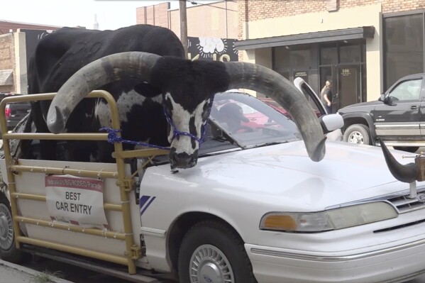 This photo provided by News Channel Nebraska, a Watusi bull named Howdy Doody sits in the passenger seat of a car owned by Lee Meyer on Wednesday, Aug. 30, 2023 in Norfolk, Neb. The car that Meyer has been driving in parades across the area for years has half the windshield and roof removed to make room for his bull to ride along. (News Channel Nebraska via AP)