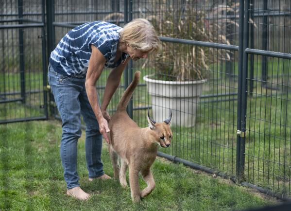 Elaine Westfall, of Royal Oak, Mich., plays her 1-year-old African caracal, Wasabi, in her backyard of her home Thursday, Oct. 14, 2021. Westfall has been ordered to find another home for her four African caracals after one of the wild cats spent hours on the loose after escaping its enclosure earlier this week. (Mandi Wright/Detroit Free Press via AP)