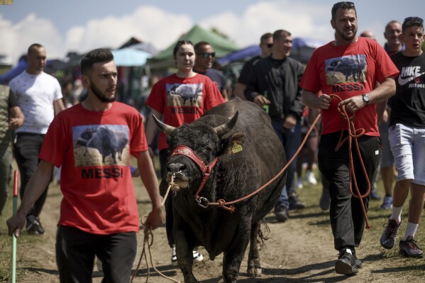 People lead their bull Messi towards the arena prior to the start of the bullfights in Bijelo Polje, Bosnia, Sunday, May 11, 2025. (AP Photo/Armin Durgut)