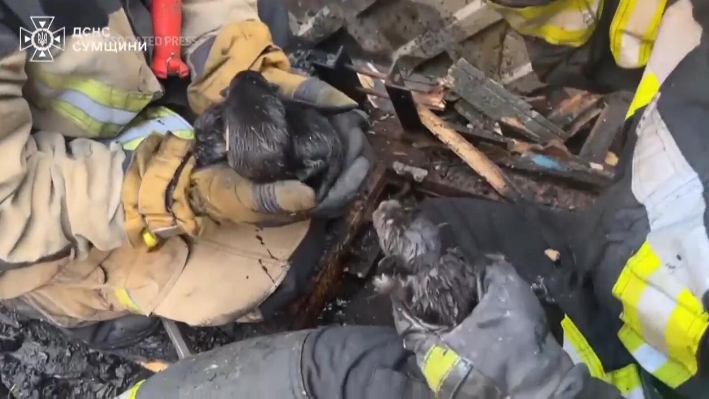 Ukraine\'s Emergency Services Rescue Five Puppies from Rubble of Destroyed Building