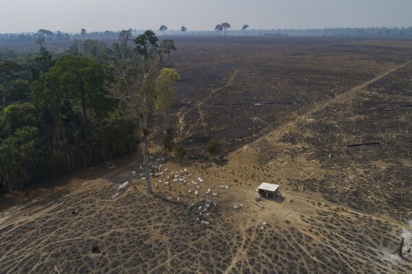 FILE - Cattle graze on land recently burned and deforested by cattle farmers near Novo Progresso, Para state, Brazil, on Aug. 23, 2020. After four years of rising destruction in Brazil’s Amazon, deforestation dropped by 33.6% during the first six months of President Luiz Inacio Lula da Silva's term, according to government satellite data released Thursday, July 6, 2023. (AP Photo/Andre Penner, File)