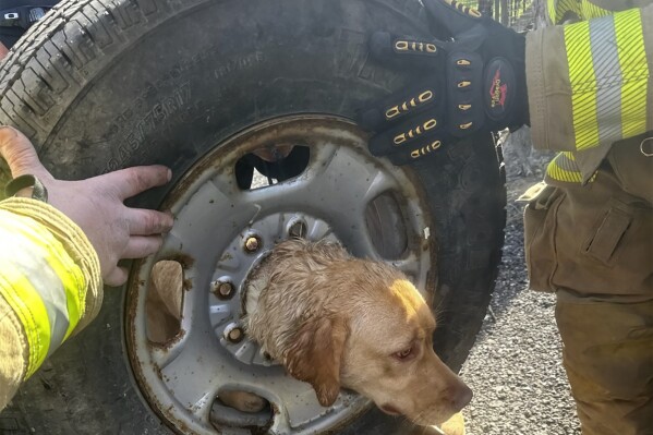 In this photo provided by the Franklinville Volunteer Fire Company, firefighters attempt to get Daisy the dog unstuck from a tire, in Franklinville, N.J., March 21, 2024. (Courtesy of Franklinville Volunteer Fire Company via AP)
