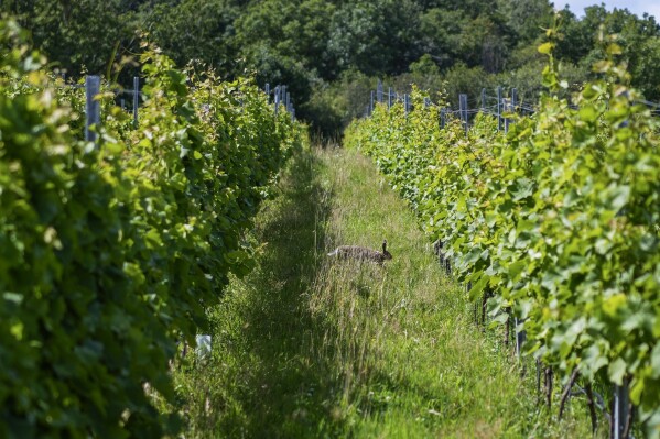 A wild rabbit jumps between grapes at the Thora Vingård in Båstad, Sweden, Wednesday, July 26, 2023. (AP Photo/Pavel Golovkin)