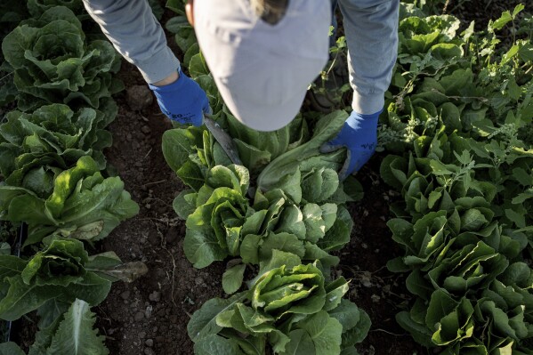 Kelly Saxer, lead farmer at Agritopia, a community nestled around a plot of agricultural land, harvests lettuce April 22, 2025, in Gilbert, Ariz. (AP Photo/Annika Hammerschlag)