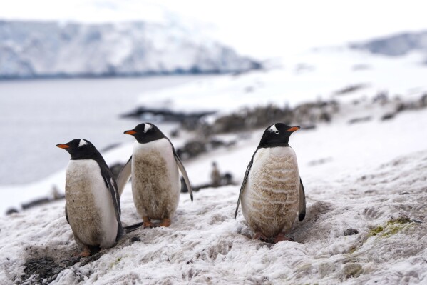 Penguins stand near the Chilean O'Higgins base in Antarctica, Friday, Nov. 24, 2023. (AP Photo/Jorge Saenz)