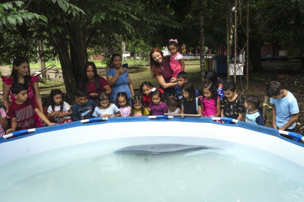 Bacuri, a rescued manatee, swims as children observe in the Emilio Goeldi Museum's scientific base at Caxiuana National Forest in Para state, Brazil, Friday, March 21, 2025. (AP Photo/Jorge Saenz)