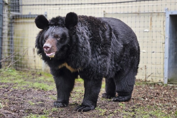A black bear named Yampil arriving at the attraction in West Calder, West Lothian, Scotland, on Friday, Jan. 12, 2024 after it was rescued from the village of Yampil in Ukraine. An unlikely refugee from the war in Ukraine arrived Friday at his new home in Scotland and quickly took to a meal of cucumbers and watermelon. Yampil, an Asiatic black bear, was one of the few survivors in a zoo that was largely destroyed as Ukrainian troops retook an area of the Donetsk region in 2022. (Five Sisters Zoo via AP)