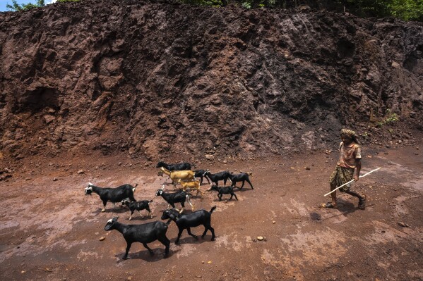 A villager walks with his goats to find grass to graze near a chromium ore mine at Kaliapani village in Jajpur district, Odisha, India Thursday, July 6, 2023. Kaliapani is impoverished, has barely any access to clean water and residents claim their chronic overexposure to chromium has caused lasting health problems. (AP Photo/Anupam Nath)