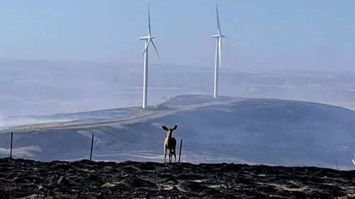 A deer stands on blackened ground at the White Creek Wind Project northwest of Roosevelt, Wash., on Saturday, July 22, 2023, after a wildfire raced through the property. (Christoph Webb via AP)